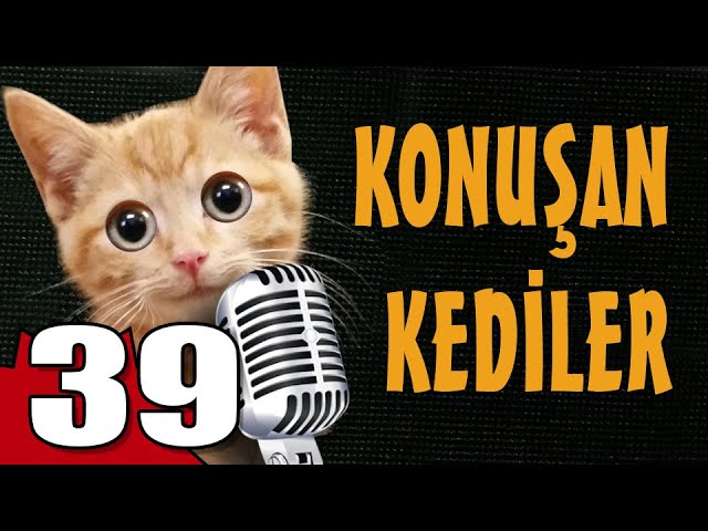 Konuşan Kediler 39 - En Komik Kedi Videoları