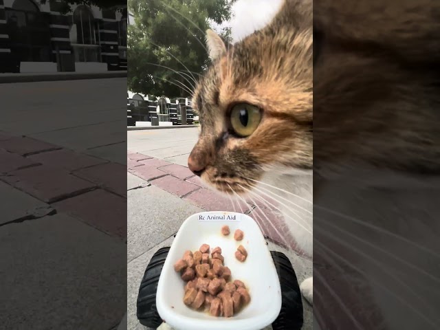 cat feeding at rc car #catfeeding #asmrcatfeeding #cute