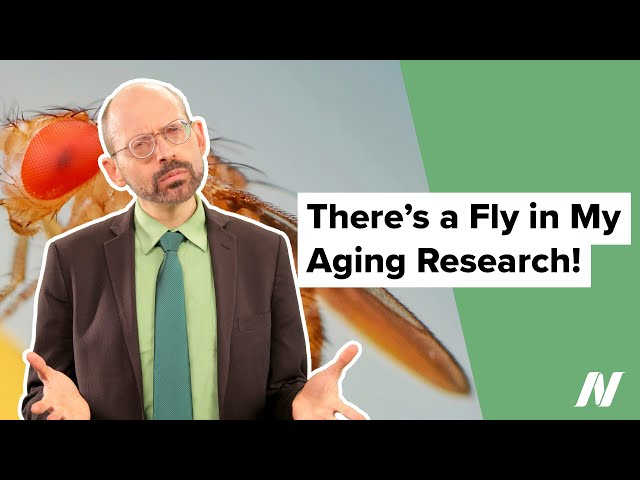 There's a Fly in My Aging Research