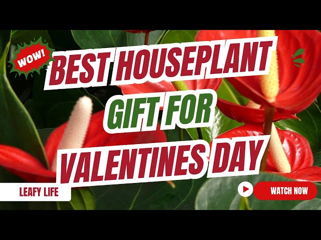 Best Houseplants to Gift This Valentine’s Day!