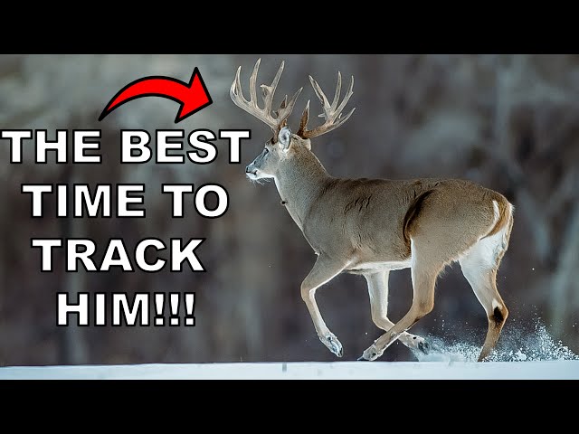 Why Hunting Deer in the Snow Is a Game-Changer!