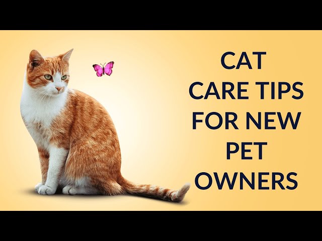 Essential Cat Care Tips for New Pet Owners