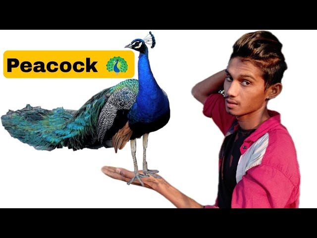 🥰 मोर 🦚 के साथ Vlog | Daily Vlog |Village Life Style Vlog | Village Vlog | Indian vlog | Vlog Video