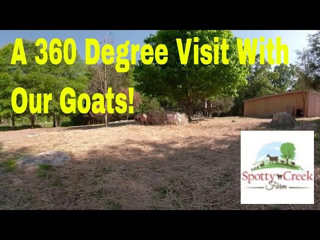 360 degree visit with the fainting goats.