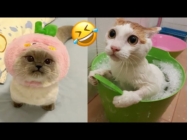 This Is Why You Need A Cat For Daily Laughs 😂 Funny Pets Videos 2024 😂