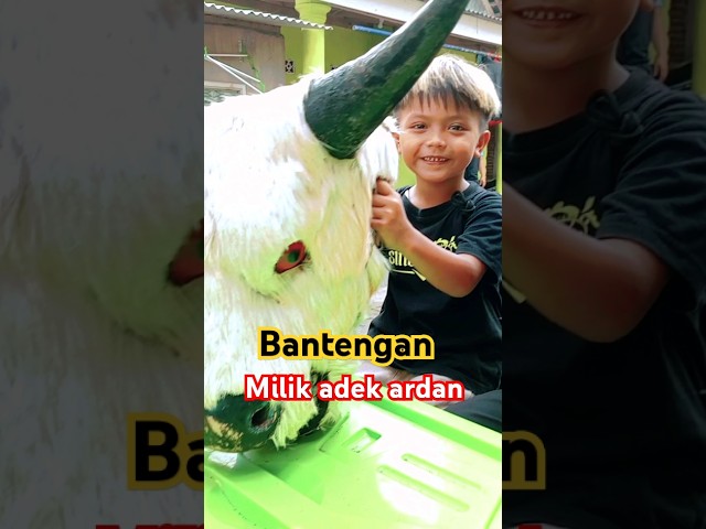 Bantengannya Ardan mau tampil #bantengan #shortsviral #jaranan #semuaorang #barongan #funny