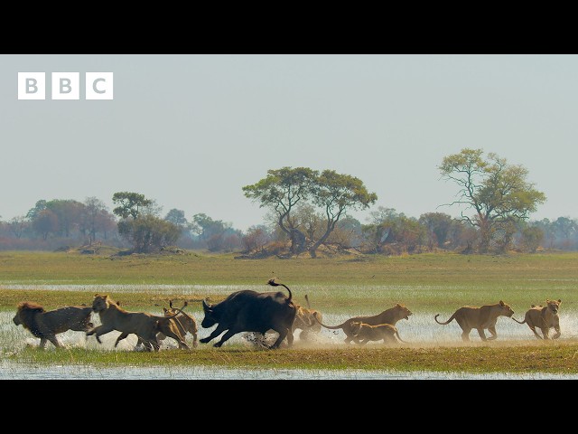 Buffalo force Lion cubs into crocodile-infested waters - BBC