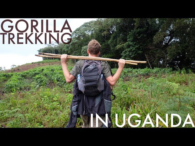 Gorilla Trekking in Bwindi Impenetrable Forest, Uganda