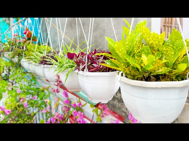 Top 3 Plants to Hang for Surprisingly Gorgeous Balcony Decorations