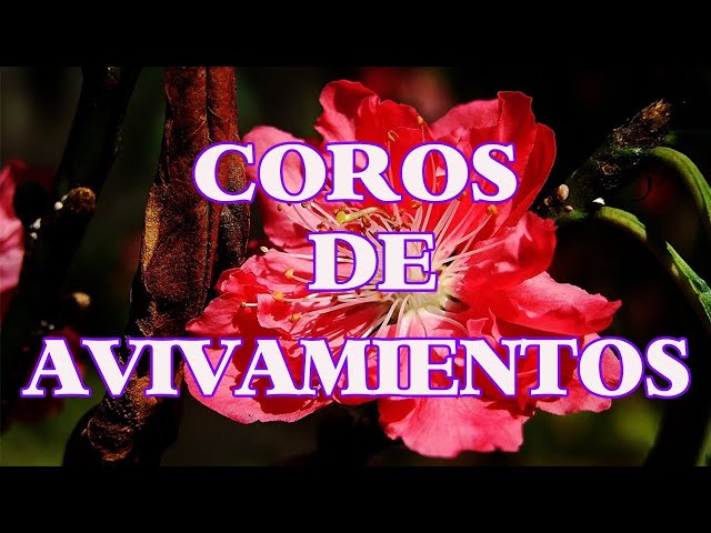 HERMOSAS ALABANZAS COROS PENTECOSTALES DE ADORACION 2022 - LA CANCIÓN COROS MAS HERMOSA DEL MUNDO