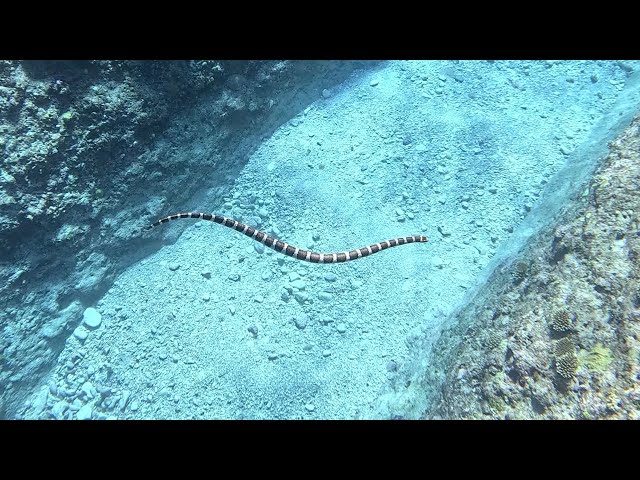 Sea Snakes of the South Pacific, amazing scuba experience. #scubadiving #oceanlife