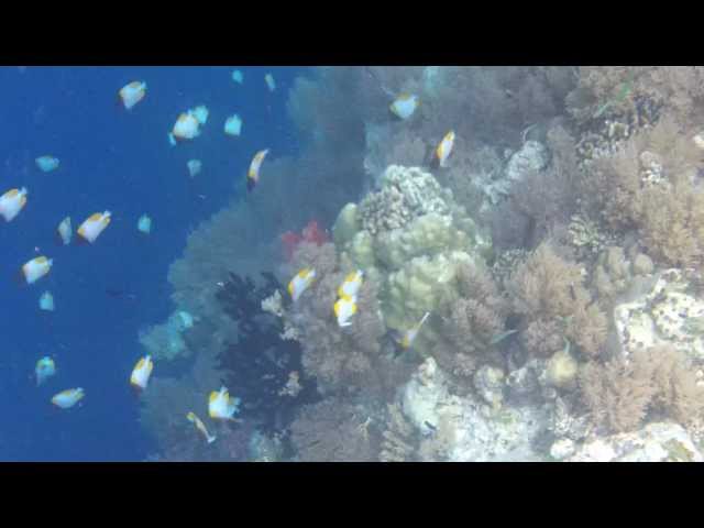 【帛琉●PALAU●浮潛點】帛琉浮潛第二站:大斷層2 (KODEK ZX5)