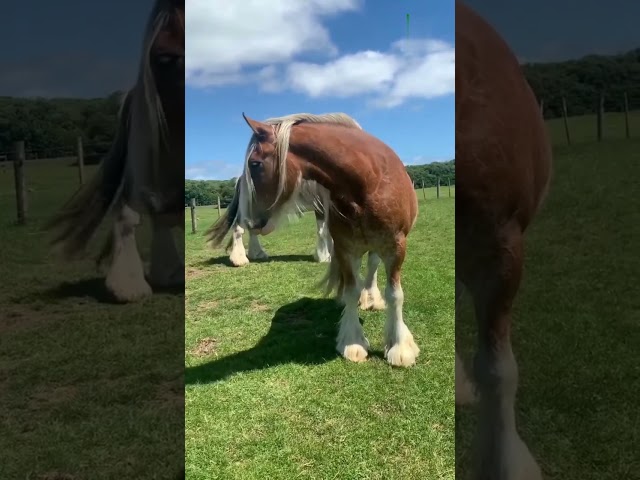 The Shire horse is the renowned as the largest horse breed in the world. #horse #animals #horselover