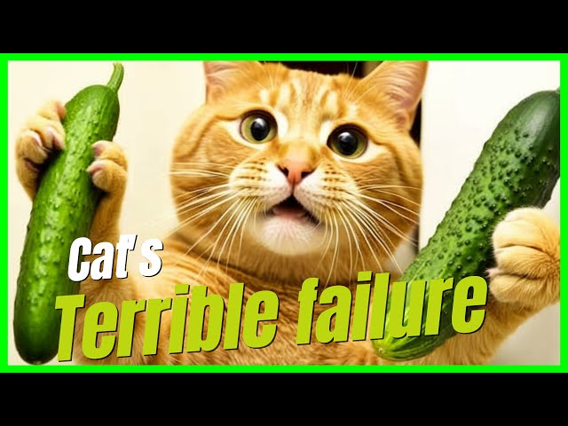 Hilarious Cat Fails Compilation - Funny DIY Toy Mishaps & Daily Clumsiness Part 2