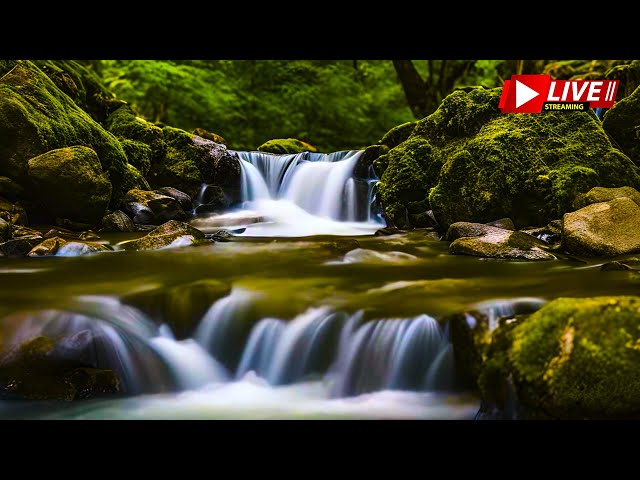 Forest Stream Relaxing Waterfall Sounds to relieve stress, for sleep, for studying, for yoga #1