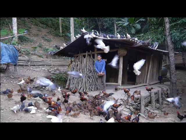 Man lives alone. Raising pigeon  and chickens,  pigs. Green forest life