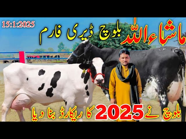 40kg Pals Milking Cow For Sale Biggest Words Girlando Crass Cow For Sale Mashallah Baloch Dariy Farm