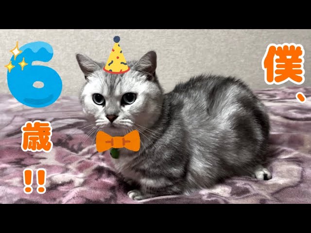 [ENG / KOR] 【2024】 On June 11th, we had a birthday party for our short-legged Munchkin cat Daikichi！