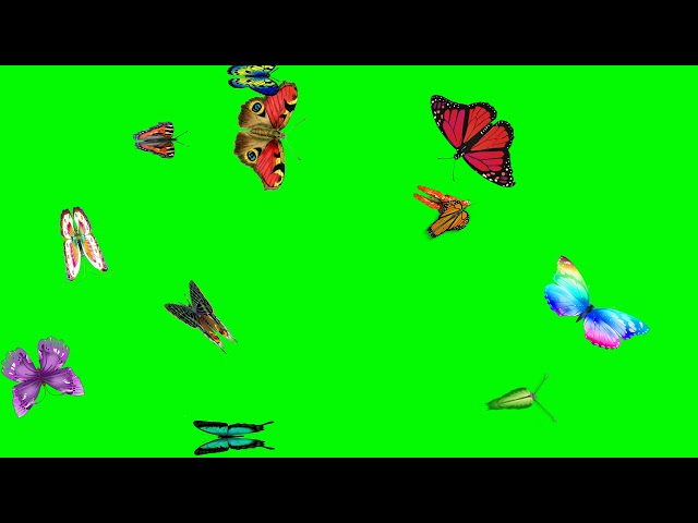 Butterfly flying video on green screen