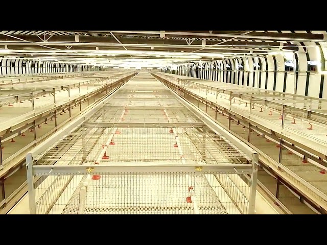 Poultrt farming equipment #farming #cagemanufactring #chickencage #cage #meat