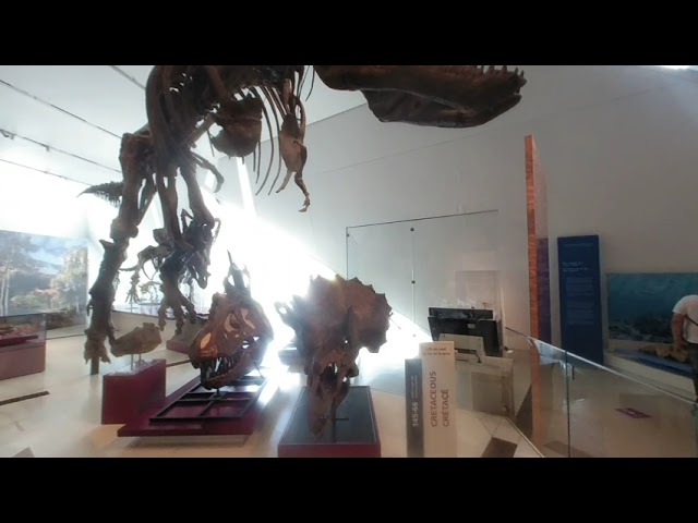 VR180 Royal Ontario Museum T-Rex