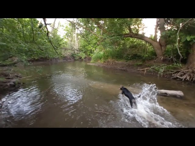 VR Nature walk Lilly fetching sticks in River