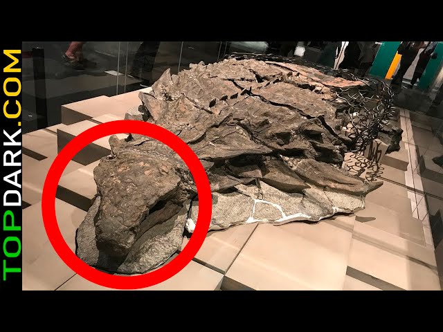 15 Most Incredible Dinosaur Fossil Discoveries