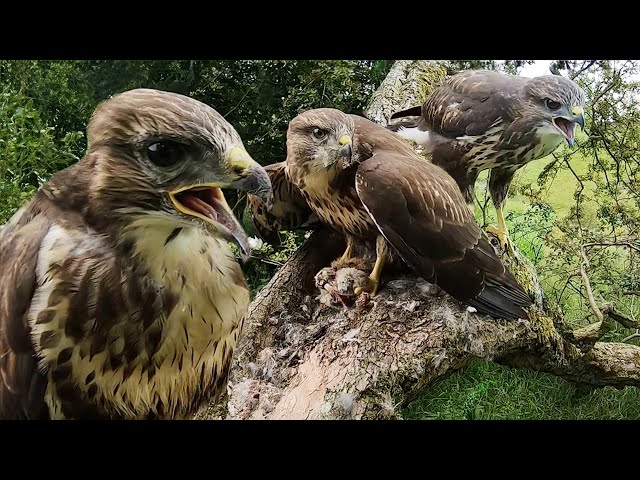 Secrets of Common Buzzard Breeding Season | Full Story | Discover Wildlife | Robert E Fuller