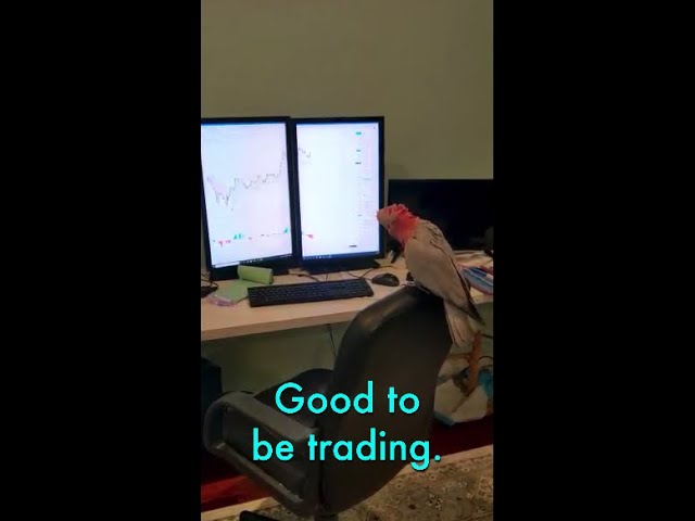 Parrot ACTUALLY TALKS about Trading Stocks! AMAZING TALKING COCKATOO (Vinny Subtitles) #shorts