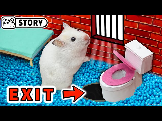 🐹 Hamster escapes the Amazing Prison Maze 🐹 Homura Ham