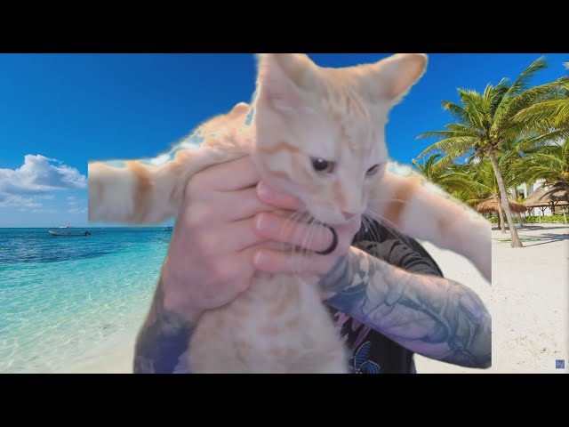 Channel Update - Back From Vacation, New Kitten, and More!