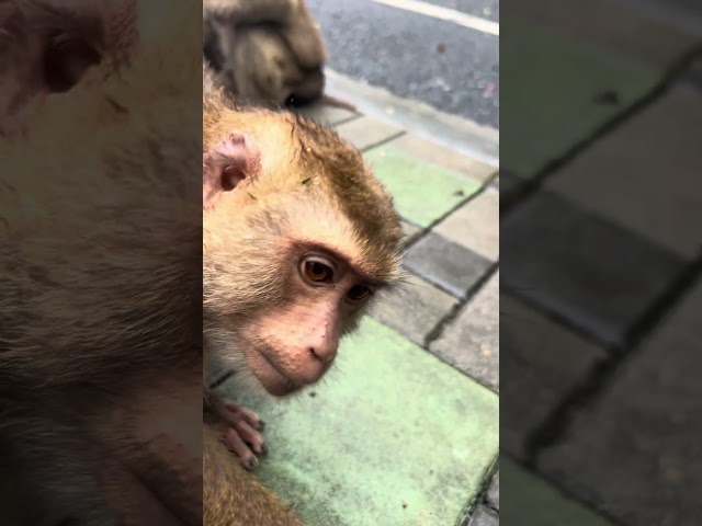 So adorable. Monkey Hill near Phuket Town #monkeyhill #phukettown #phuket #thailand #thailandtravel