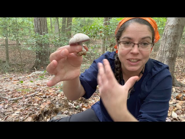 All about blewit mushrooms, Clitocybe nuda! ID info, lookalikes, and tips for finding edible blewits