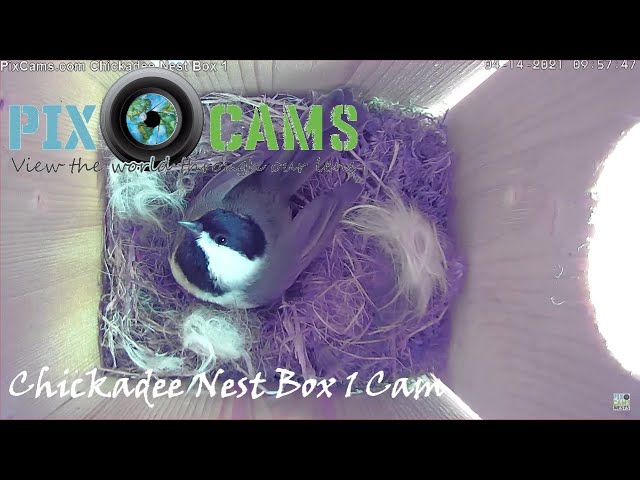 PixCams.com Bird Box 1 Live Stream