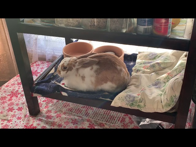 Young Rabbit Resting as Loaf of Bread