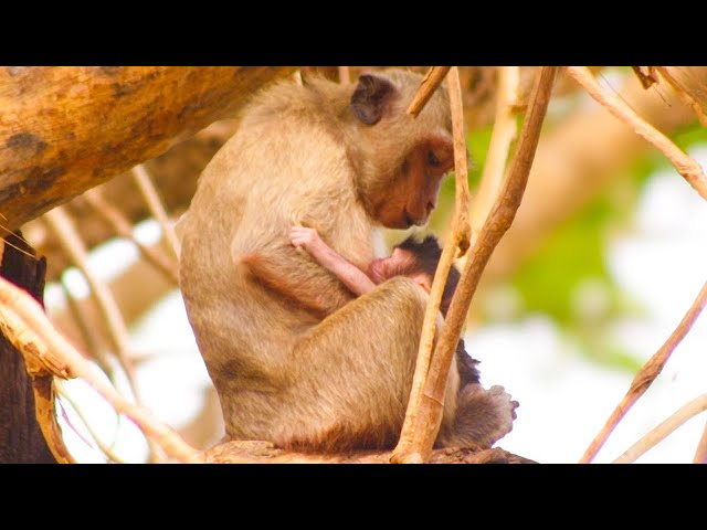 Amazing Chimpanzee Birth and First Moments with the Troop