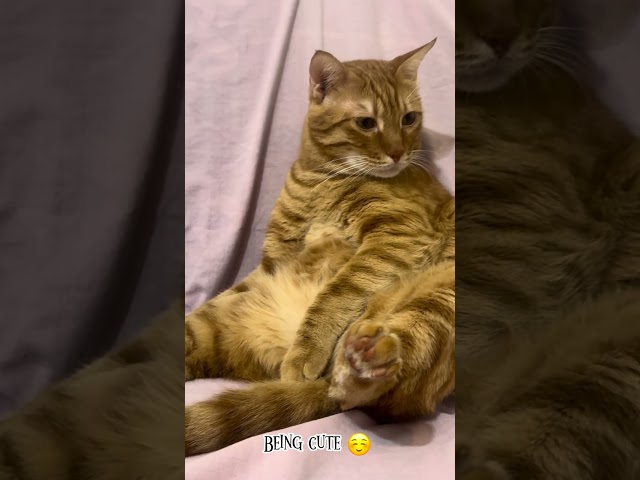 Things my cat is good at😉#cat #catlover #cute #catvideos #catshorts #catanddog #shorts #catlove #fy