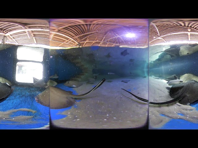 Florida Keys Aquarium Encounters Live Stream