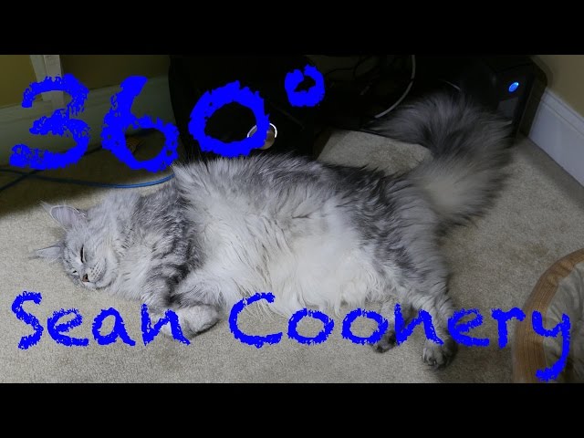 360° YouTube Video - Maine Coon Cat Toy 360-Degree Video