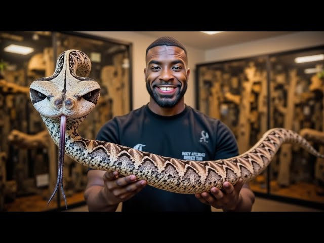 UNBOXING A VENOMOUS RHINO VIPER!!!