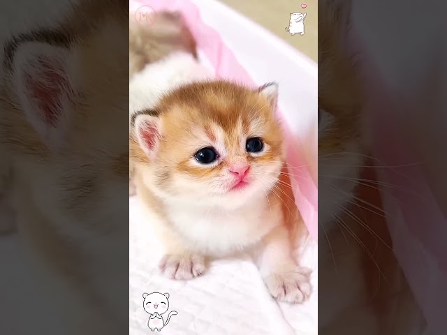 Kitten meow meow 😍😱🙈 #shorts1080p #trending #funnycats