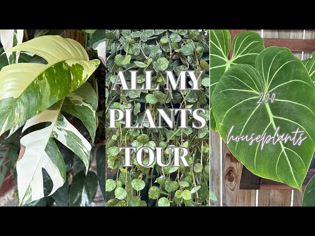 200 Houseplants Tour ALL MY PLANTS