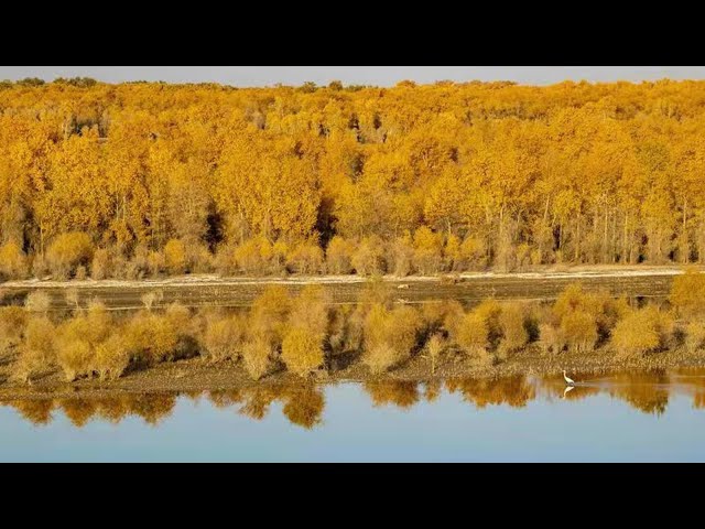 Live: Enjoy the golden oasis of poplar forest in northwest China's Xinjiang – Ep. 2