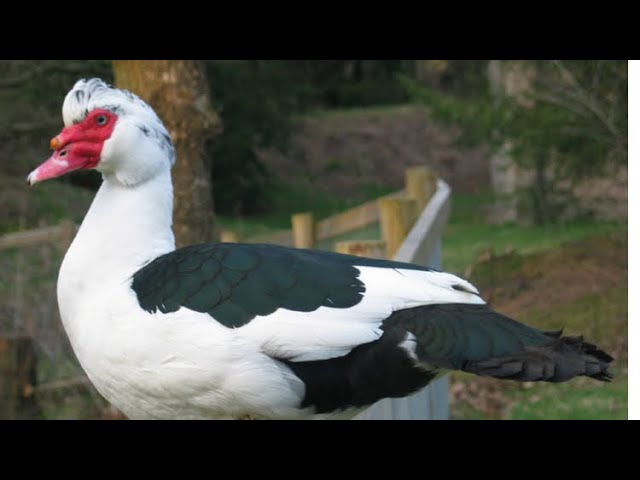 MUSCOVY DUCKS FARMING IN GHANA 🇬🇭