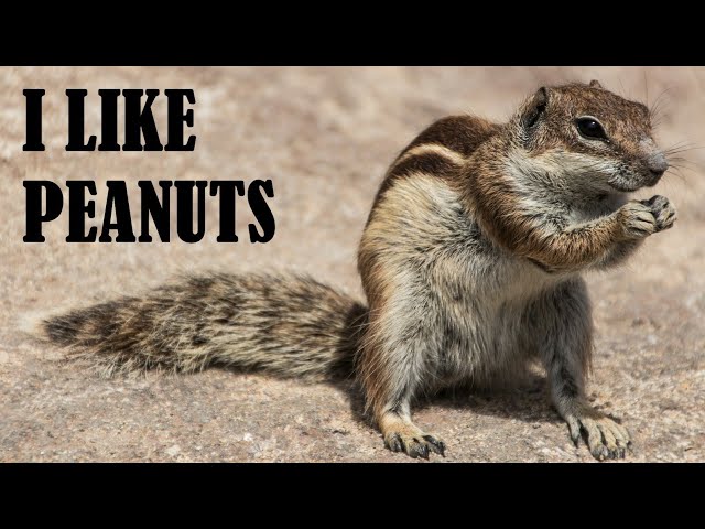 Interesting Facts About Chipmunks | Pack Your Cheeks With These Facts | Factofacts - Animals