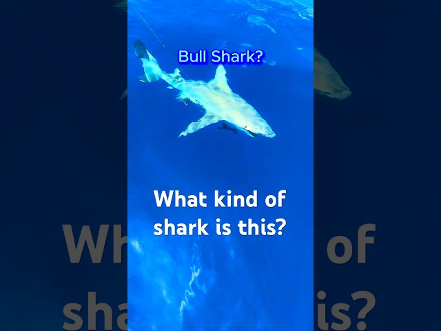 The Most Insane Bull Shark Encounter