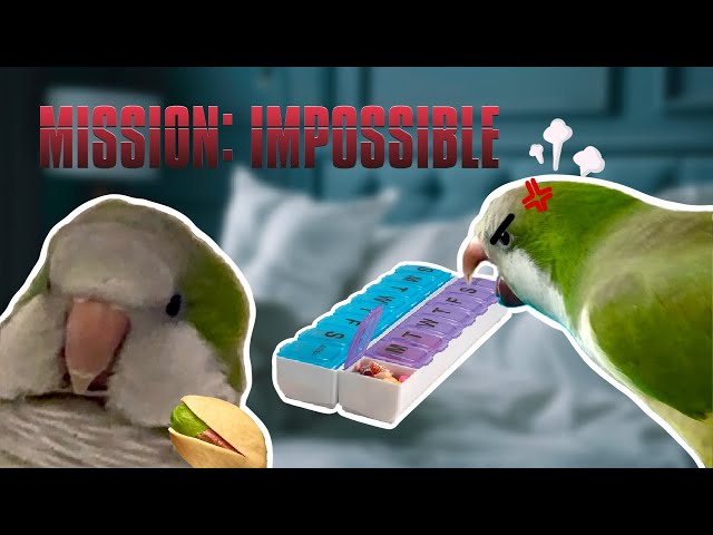 Watch This Quaker Parrot's Hilarious Struggle for a Hidden Treat!