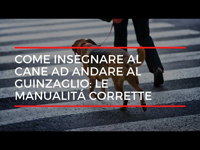 Come insegnare al cane ad andare al guinzaglio: le manualità corrette|Affinitydog