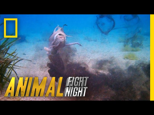 See the Cuttlefish's Incredible Offensive Strategy | Animal Fight Night