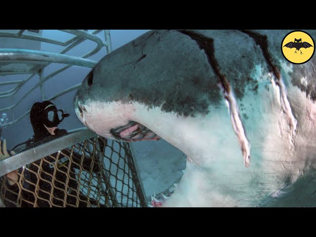 4 Megalodon Attacks That Happened in Real Life. Part 2.